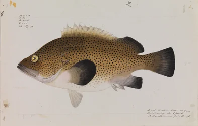 Itäinen Wirra, Acanthistius ocellatus