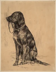 Aldrichin koira, 1880-luvun loppu (tussi paperille).