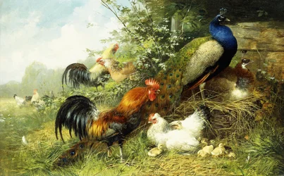 Siipikarjaa ja riikinkukkoja, 1899