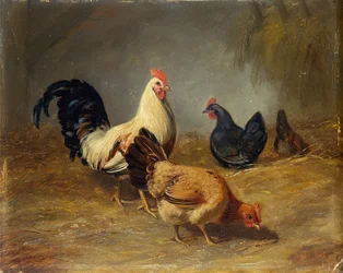 Siipikarjan ruokinta