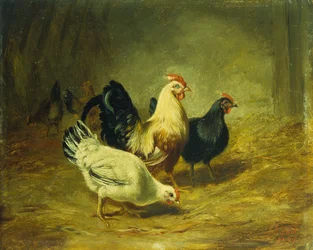 Siipikarjan ruokinta