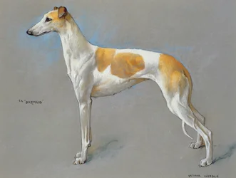 Valkoinen ja fawn mestarivinttikoiranarttu 