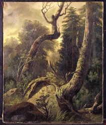 Metsän maisema