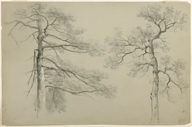 Study of Two Trees, Haag, Lake George, New York, 1862 (grafiitti ja valkoinen guassi harmaalla Bristol-paperilla)
