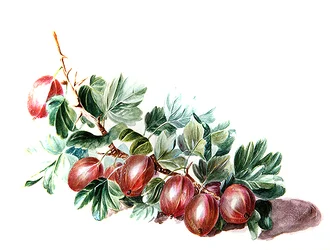 Karviaiset, n. 1860 (akvarelli paperille)