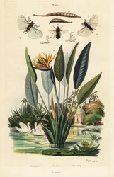 Soldierfly, kurkunkukka ja 1834-1839 (kaiverrus)