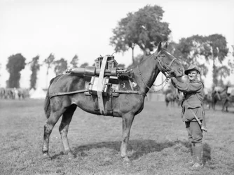 Australialainen sotilas, 244 Driver F W Stephenson, 2. Australian Machine Gun Pataljoona, konekiväärillä ladattu laumahevonen Australian Pack Training Schoolissa Morbecquessa, 29. elokuuta 1917