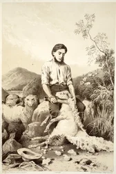 Lammasleikkaus, David Blairin, McGradyn, Thomsonin ja Nivenin Australasian historiasta, 1879