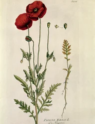 Kasvitieteellinen: ""Red Poppy"" (Papaver rhaeas) Levy piirretty "" Medicinalium secundum Linnaei Digestarumósta, kirjoittanut Joseph Jacobi Plenck (1735-1807) 1788-1803 Yksityinen kokoelma