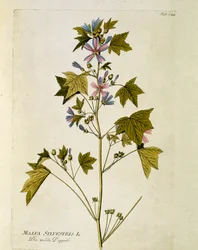 Kasvitieteellinen: ""suuri violetti"" (Malva sylvestris) Levy, joka on piirretty Joseph Jacobi Plenckin (1735-1807) "Medicinalium secundum Linnaei digestarum" -lajista 1788-1803 Yksityinen kokoelma
