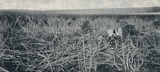 Kassava-istutus, 1895