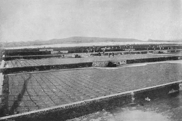 Kahvilan kuivausterassi, Kuivauskahvi, 1895