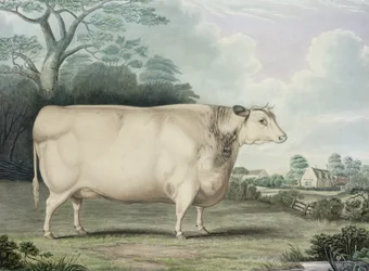 Habertoft Short Horned Prize -lehmä, kaiverrus C. Hunt, 1842 (värikaiverrus)