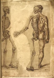 Add. 5259, f.19, ihmisen luuranko ja puolivartalokuva, teoksesta ”Various anatomical drawings of men and animals, in colours and crayons by M. Joubert, Dr G. Cockburn, M. Le Blond, Baccio Bandinelli, Michelangelo Buonarotti, Augusine Carate, and Mr