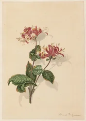 Villin kuusama (Lonicera periclymenum) oksa