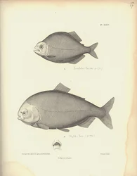 Characidae, taulu XLVII, Coutantin teräskaiverrus Nicola Huet