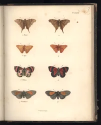 Perhoset, taulu XXXVII, kuvitus Al. v. Humboldtin ja A. Bonplantin teoksesta "Recueil d