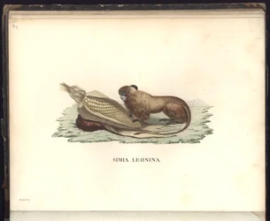 Simia leonina, Pl.V, kuvitus, havainnot eläintieteestä ja vertailevasta anatomiasta, kerätty matkalla uuden mantereen trooppisiin maihin, vuosina 1799, 1800, 18