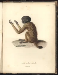 Simia melanocephala, taulu XXIX, Louis Bouquet