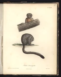 Simia trivirgata, taulu XXVIII, Louis Bouquet