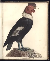 Uroskondori (Vultur gryphus, LIN.), taulu VIII, kuvitus teoksesta "Uudella mantereella trooppisiin maihin tehdyn matkan aikana koottuja eläintieteen ja vertailevan anatomian havaintoja", i