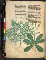 Egerton 747 f.101v Trakaatti yrteistä, n. 1280-1310 (muste ja väri velumilla)