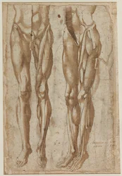 Kaksi tutkimusta nyljetystä miehestä recto Tutkimus nyljetystä torsosta, 1554.
