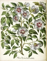 Alcca Syriaca, "Hortus Eystettensis"