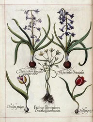Hyasintti ja tulppaani, "Hortus Eystettensis"