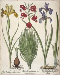 Iris, kappaleesta "Hortus Eystettensis"