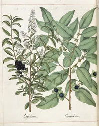 Ligustrum i Guiacana, de 
