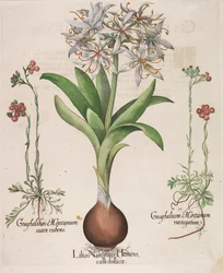 Lilius Narcissus Hemerocellus, 1613