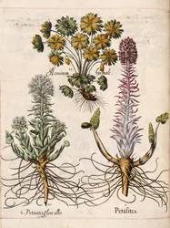 Petasites, "Hortus Eystettensis"