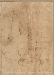 Luurankon ylempi puolisko takaapäin, 1540-luvun alku.
