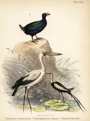 Aasianrakonokka, pronssijassana ja takahē, 1855