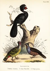 Verifasaani, kurassi ja vuoriviiriäinen. 1855 (litografia)