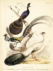 Sinikorvafasaani, palawaninriikinkukkofasaani ja Lady Amherstin fasaani 1855