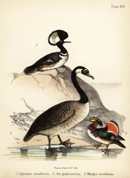 Kanadanhanhi, mandariiniankka ja huppari. 1855 (litografia)