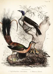 Friarbird ja lyrebird. 1855 (litografia)