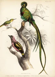 Jamaikan tody, räjähdysmäinen quetzal ja raidallinen leveänokka. 1855 (litografia)