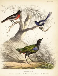 Tyynenmeren robin, valkosiipinen keijuhukka ja sateenkaaripitta. 1855 (litografia)
