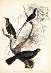 Bert pescador del paradís, ocell rifle de Victòria i huia extinta. 1855 (litografia)finès