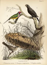 Seurallinen kutoja, iso peippo ja gouldipeippo. 1855 (litografia)