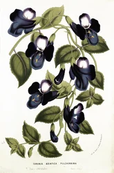 Torenia asiatica pulcherrima, Louis van Houtten (1810-76) teoksesta "Horto Van Houtteano", noin 1860