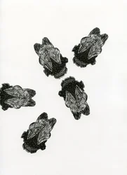 Kimalaisen kokous, 2013 (puukaiverrus paperille)