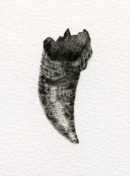 Kissan hammas, 2014, (puukaiverrus paperille)