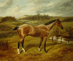 Mansikka Roan Hunter maisemassa