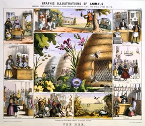 Mehiläinen, c1850
