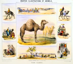 Kameli, c1850