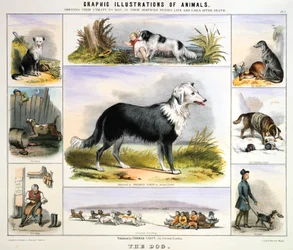 Koira, c1850